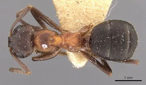 Formica manchu specimen CASENT0907592 image casent0907592_1