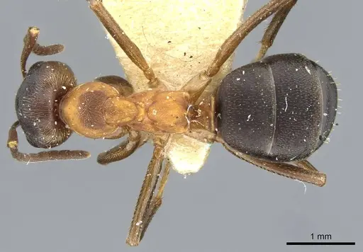 Formica manchu specimen CASENT0911157 image casent0911157_1