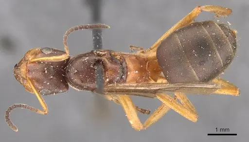 Formica mesasiatica specimen CASENT0907591 image casent0907591_1