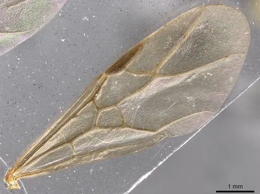Formica mesasiatica specimen CASENT0907591 image casent0907591_4