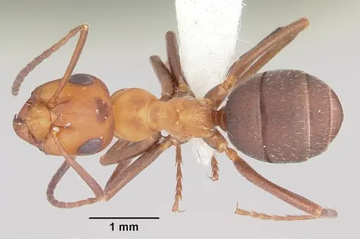 Formica microgyna specimen CASENT0104885 image casent0104885_1