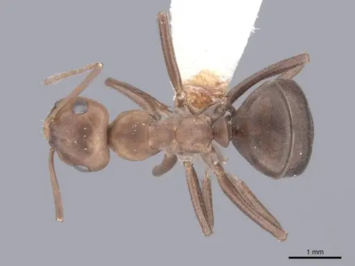 Formica microgyna specimen FMNHINS0000046707 image fmnhins0000046707_1