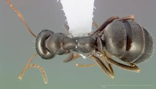 Formica microphthalma specimen CASENT0005368 image casent0005368_1