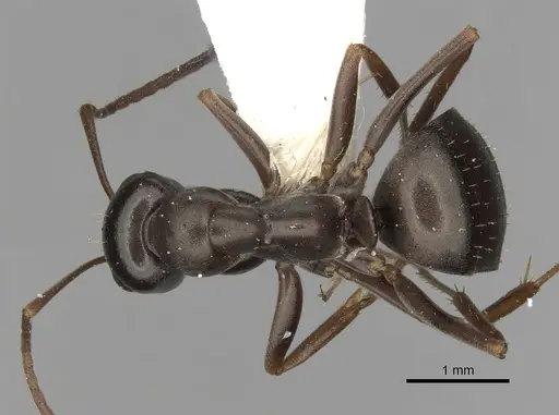 Formica microphthalma specimen CASENT0280365 image casent0280365_1