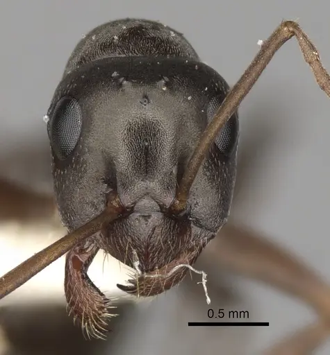 Formica microphthalma specimen CASENT0280365 image casent0280365_2