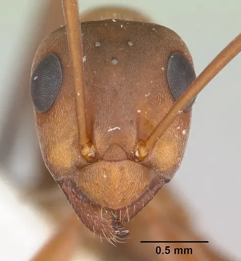 Formica moki specimen CASENT0173017 image casent0173017_2