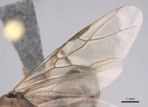 Formica moki specimen CASENT0770717 image casent0770717_4