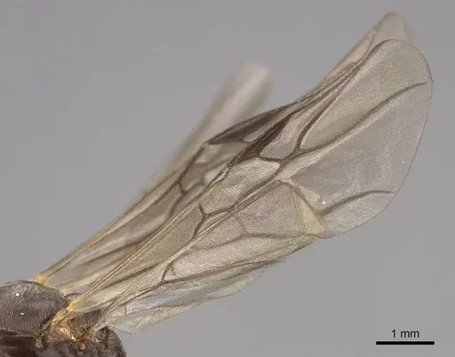 Formica moki specimen CASENT0843735 image casent0843735_4