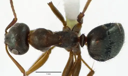 Formica montana specimen ANTWEB1041657 image antweb1041657_1