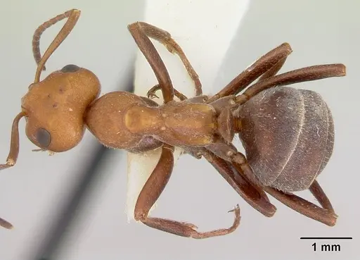 Formica mucescens specimen CASENT0103491 image casent0103491_1
