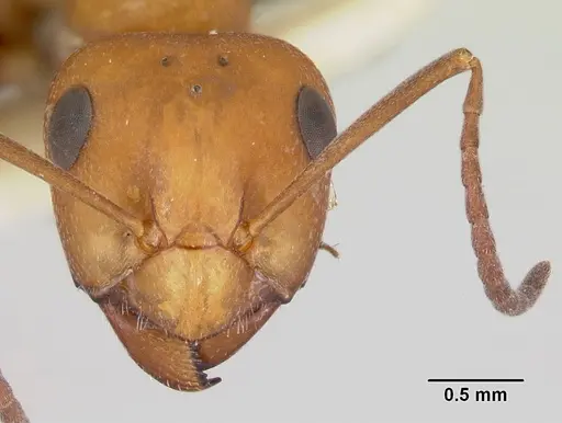 Formica mucescens specimen CASENT0103491 image casent0103491_2