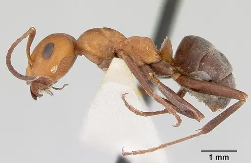 Formica mucescens specimen CASENT0103491 image casent0103491_3