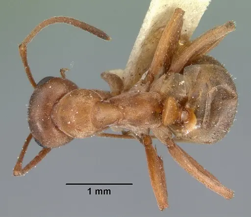 Formica neoclara specimen CASENT0102157 image casent0102157_1