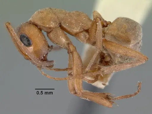 Formica neoclara specimen CASENT0102157 image casent0102157_3
