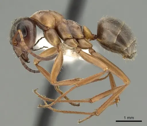 Formica neoclara specimen CASENT0280351 image casent0280351_3