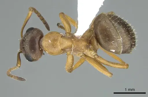 Formica neoclara specimen CASENT0914450 image casent0914450_1
