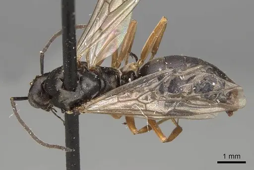 Formica neoclara specimen CASENT0923048 image casent0923048_1