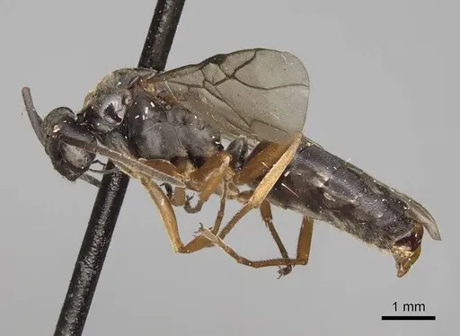 Formica neoclara specimen CASENT0923048 image casent0923048_3