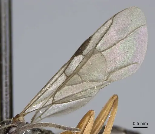 Formica neoclara specimen CASENT0923048 image casent0923048_4