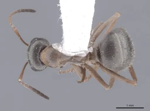 Formica neoclara specimen FMNHINS0000062918 image fmnhins0000062918_1