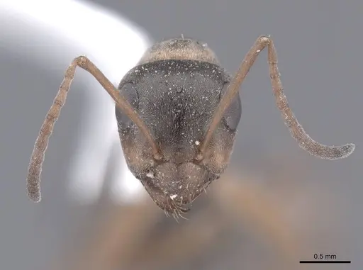 Formica neoclara specimen FMNHINS0000062918 image fmnhins0000062918_2