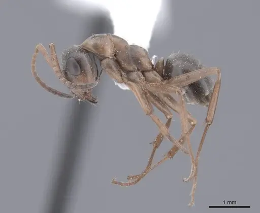Formica neoclara specimen FMNHINS0000062918 image fmnhins0000062918_3