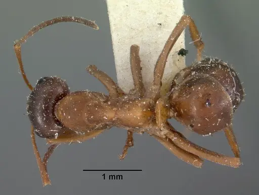 Formica neorufibarbis specimen CASENT0102152 image casent0102152_1