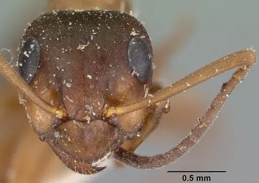 Formica neorufibarbis specimen CASENT0102152 image casent0102152_2