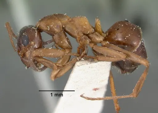 Formica neorufibarbis specimen CASENT0102152 image casent0102152_3