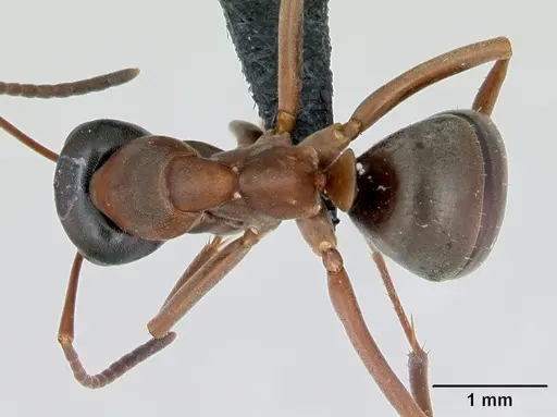Formica neorufibarbis specimen CASENT0103329 image casent0103329_1