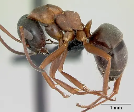 Formica neorufibarbis specimen CASENT0103329 image casent0103329_3