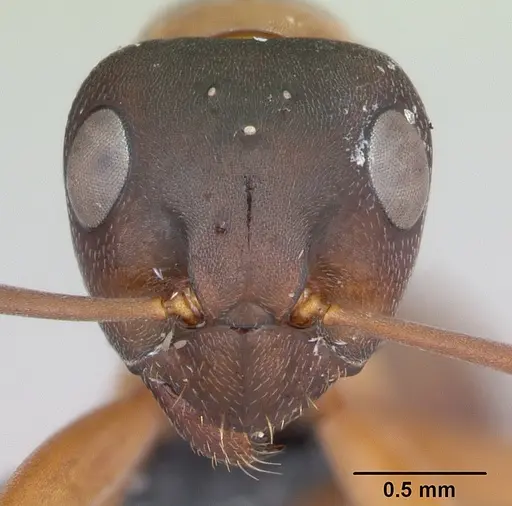 Formica neorufibarbis specimen CASENT0103330 image casent0103330_2