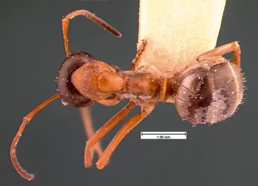 Formica neorufibarbis specimen CASENT0105552 image casent0105552_1
