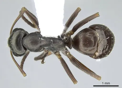 Formica neorufibarbis specimen CASENT0914451 image casent0914451_1