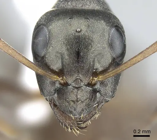 Formica neorufibarbis specimen CASENT0914451 image casent0914451_3
