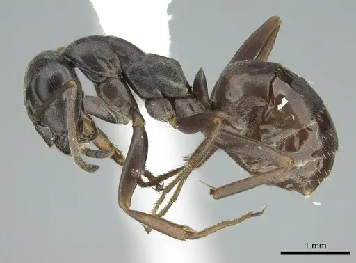 Formica neorufibarbis specimen CASENT0914451 image casent0914451_4