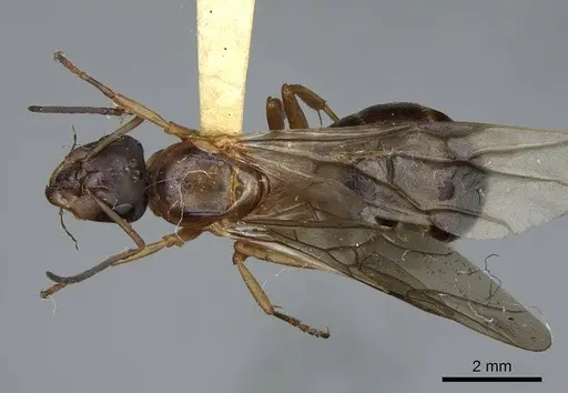 Formica neorufibarbis specimen CASENT0923049 image casent0923049_1