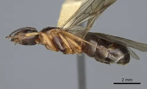 Formica neorufibarbis specimen CASENT0923049 image casent0923049_4