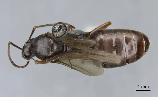 Formica neorufibarbis specimen CASENT0923050 image casent0923050_1