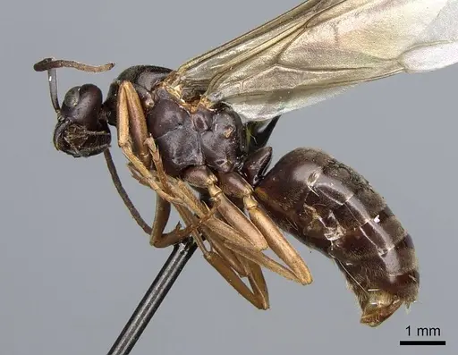 Formica neorufibarbis specimen CASENT0923050 image casent0923050_3