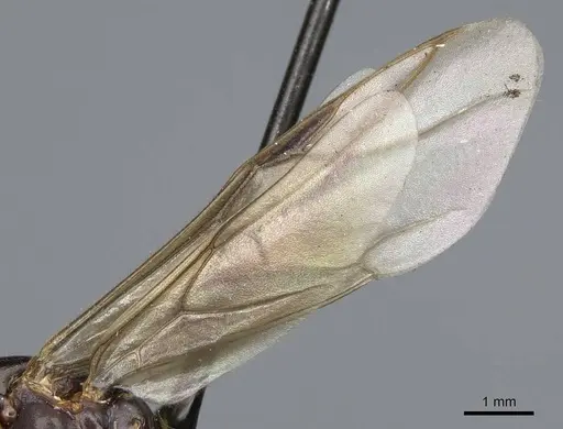 Formica neorufibarbis specimen CASENT0923050 image casent0923050_4