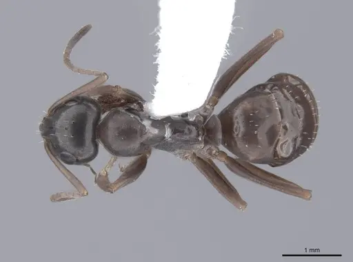 Formica neorufibarbis specimen FMNHINS0000062917 image fmnhins0000062917_1