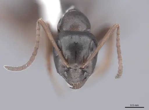 Formica neorufibarbis specimen FMNHINS0000062917 image fmnhins0000062917_2