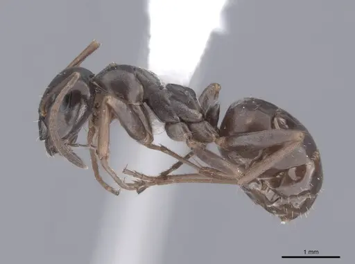 Formica neorufibarbis specimen FMNHINS0000062917 image fmnhins0000062917_3