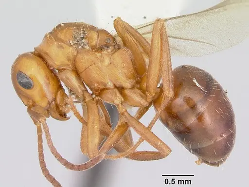Formica nepticula specimen CASENT0103383 image casent0103383_4