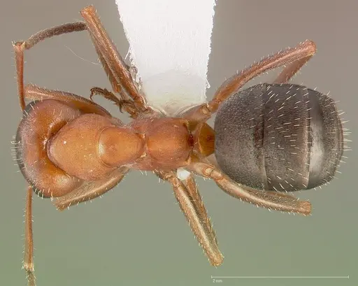 Formica nevadensis specimen CASENT0005388 image casent0005388_1