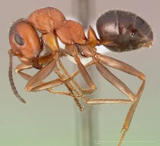 Formica nevadensis specimen CASENT0005388 image casent0005388_3