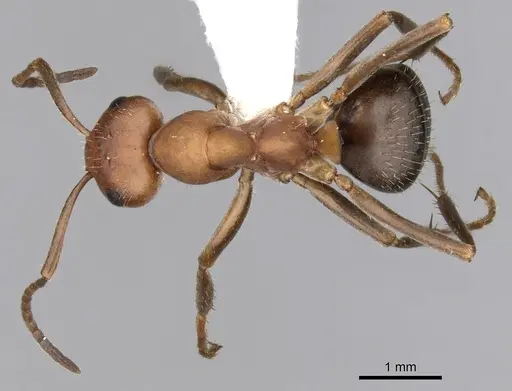Formica nevadensis specimen CASENT0280416 image casent0280416_1