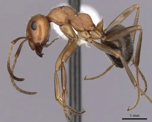 Formica nevadensis specimen CASENT0280416 image casent0280416_3