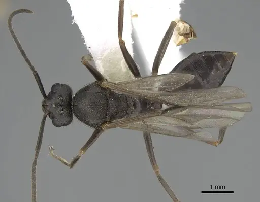 Formica nevadensis specimen CASENT0843923 image casent0843923_1